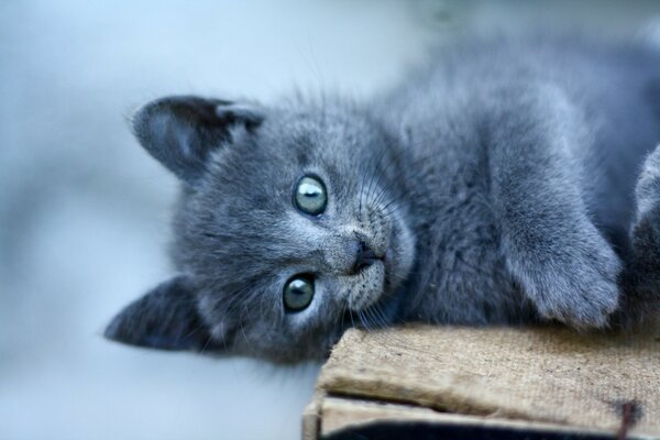 Chat gris avec des yeux gris se trouve