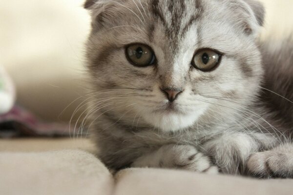 British kitten grey striped