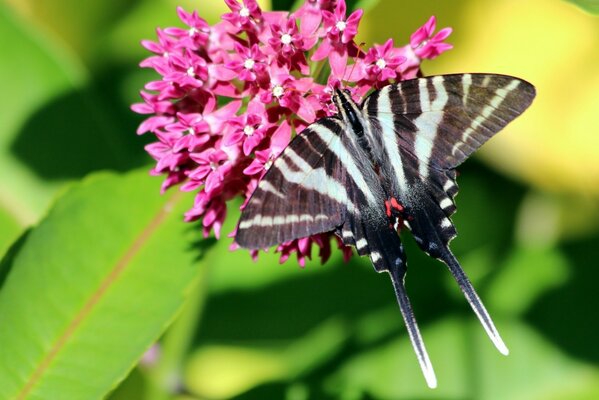 Belle fleur de printemps avec papillon