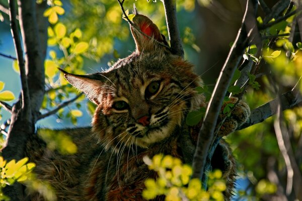Lynx in the rays of love on a tree