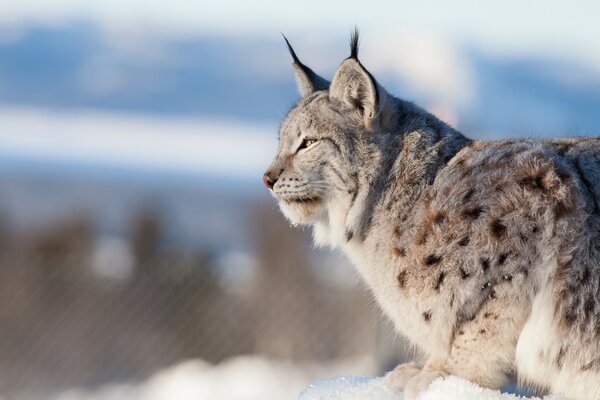 Wild cat, ras in the snow