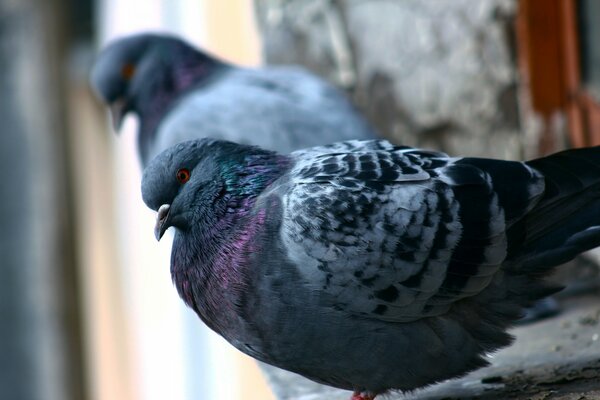 Two city pigeons are sitting