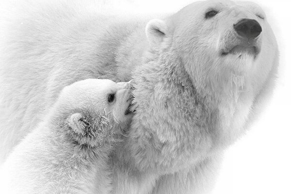 Polar bear on a white background