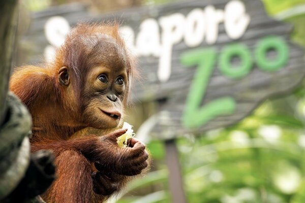 Małpa je banana w zoo