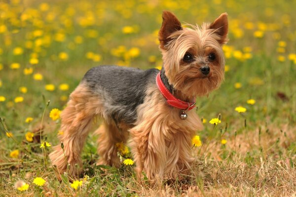 Yorkshire Terrier mit Blumen