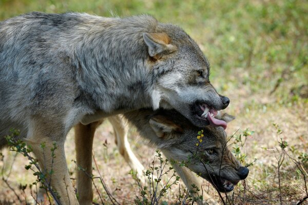 Lobos enojados y hambrientos en la estepa