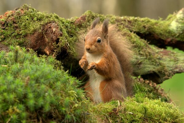 Mignon écureuil sur l écorce de mousse posant