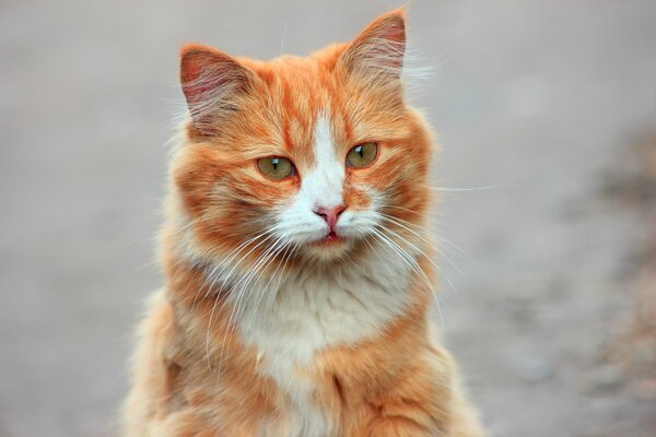 Große haarige rothaarige Katze