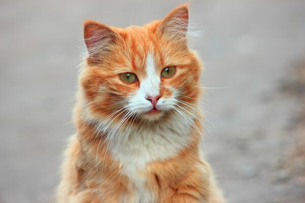 Большой волосатый рыжий кот