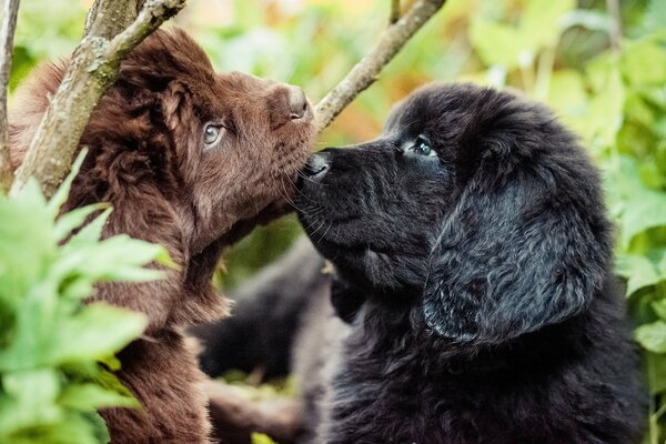 Dos cachorros en el bosque