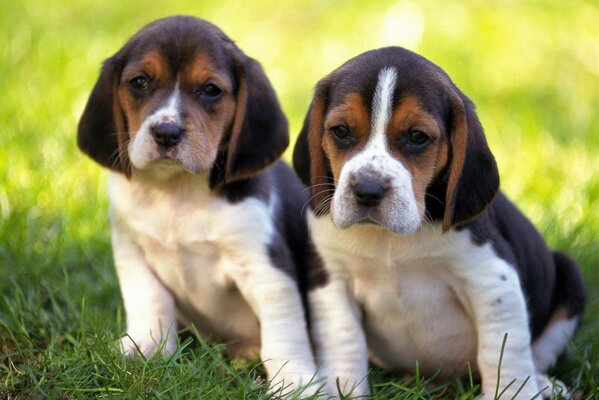 Couple de chiots sur l herbe