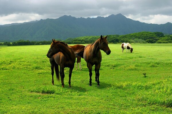 Beautiful horses graze in the field