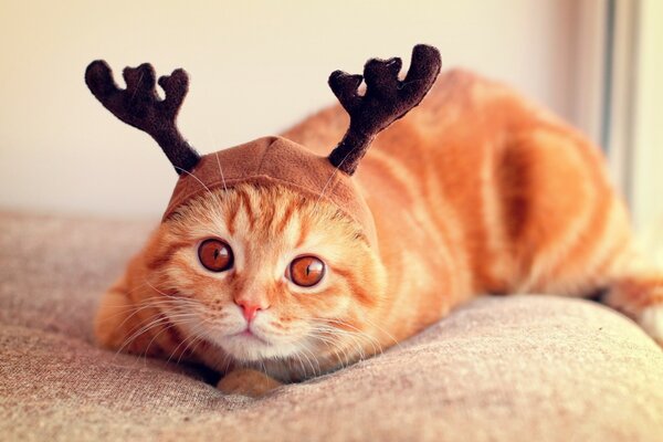 Chapeau de Noël pour chaton