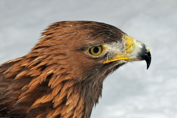 Águila real, el temido pico