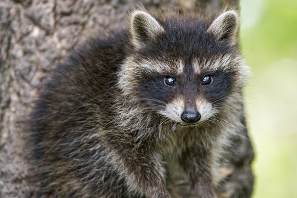 View of a small baby raccoon