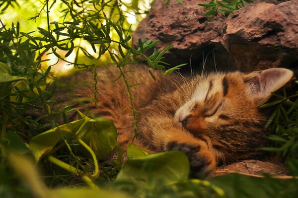 Pelirroja cansado gato durmiendo en el bosque