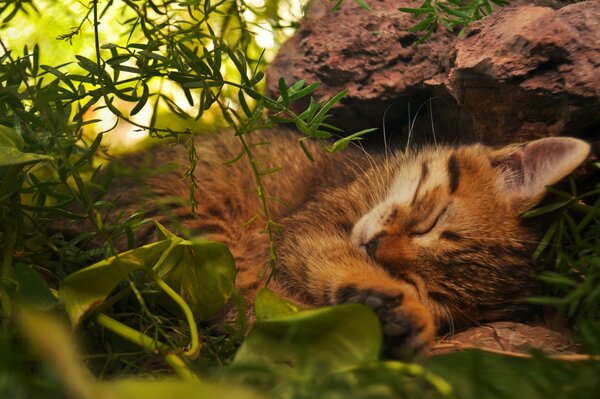Rudy zmęczony kot śpi w lesie
