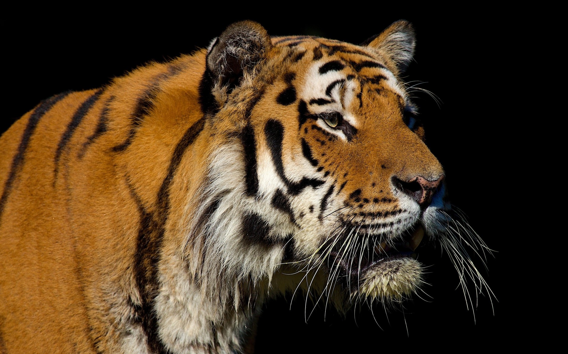 dunkler hintergrund wildkatze zähne tiger