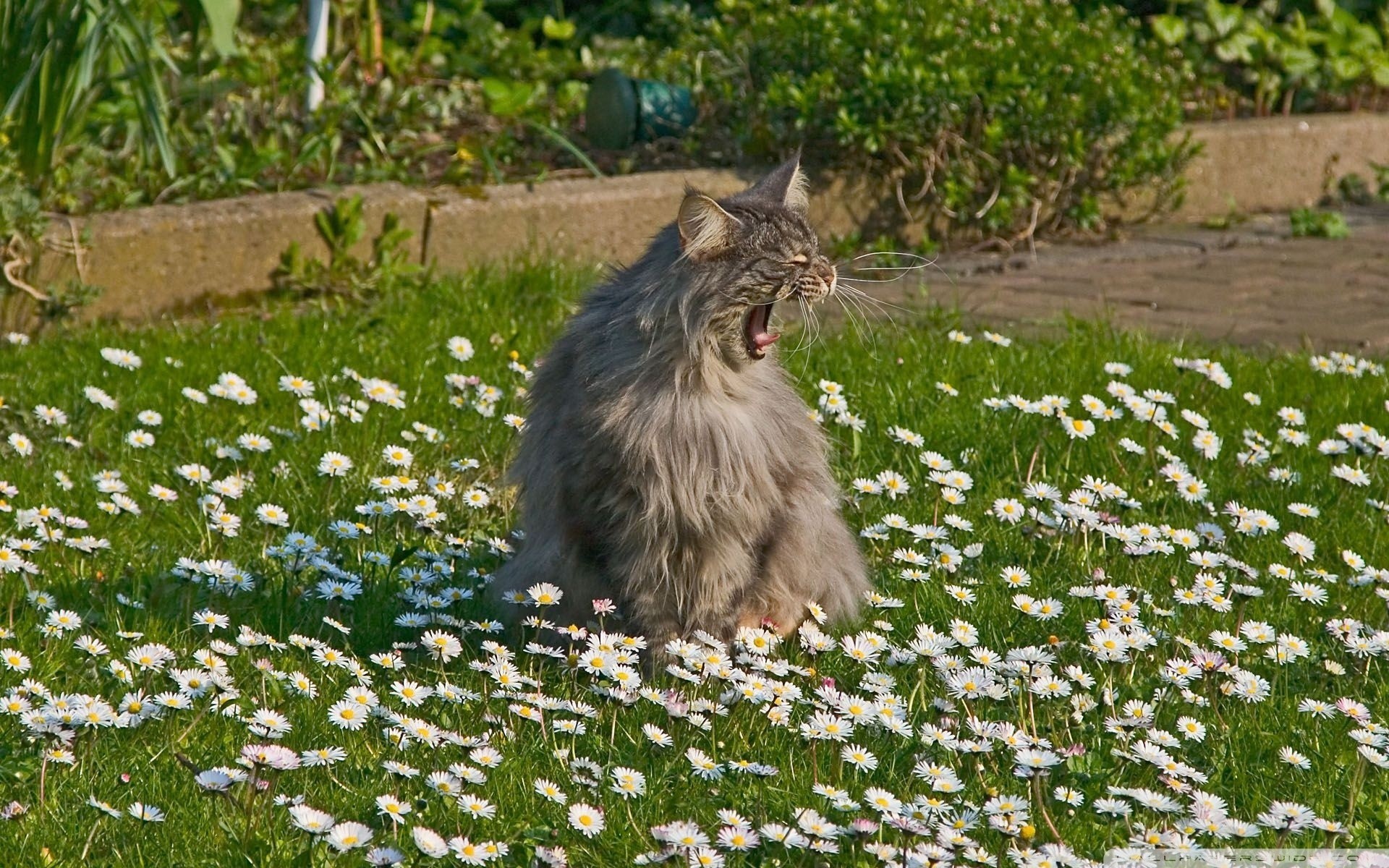 кошки животные