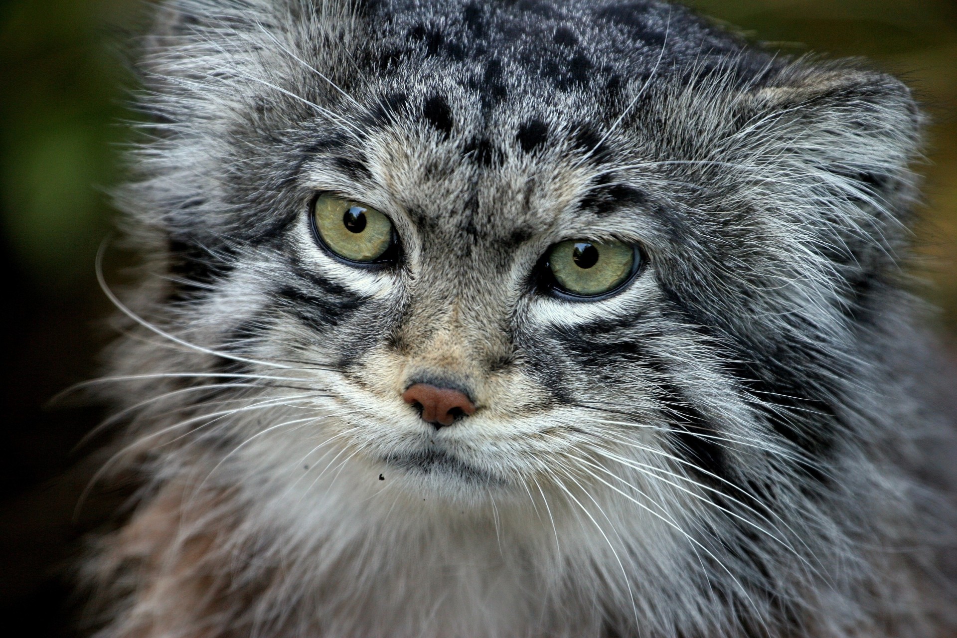 attention manul fourrure laine dents