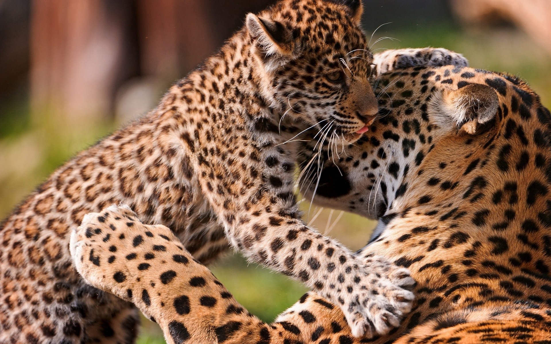 leopardo cachorro cuidado pareja