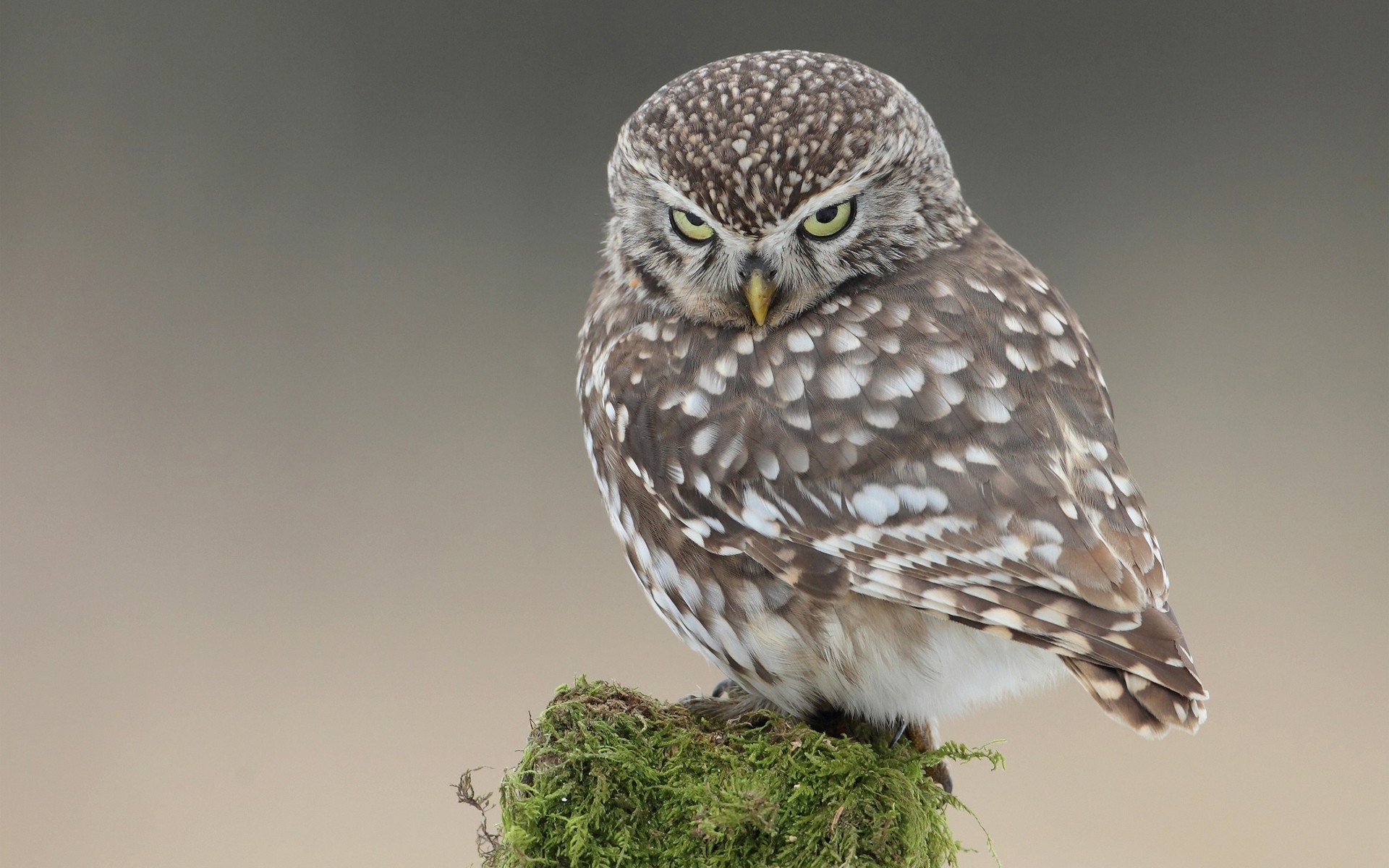 yeux verts oiseaux humeur vue hibou