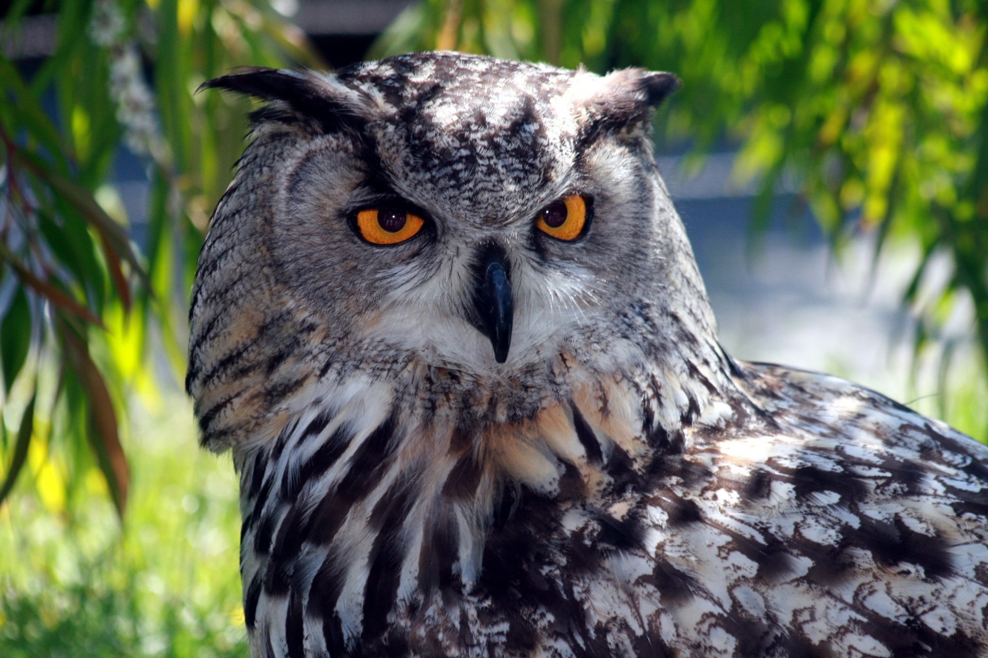 eule raubtier vögel nachtaktiv