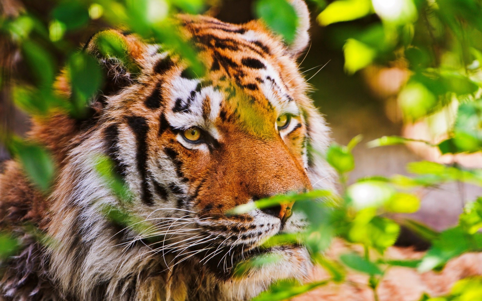 animali beccuccio rami grande gatto tigre