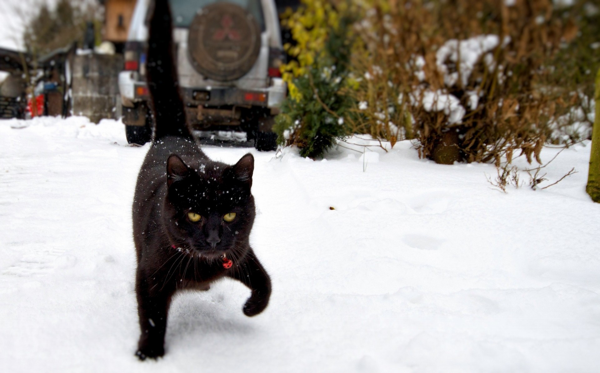 negro nieve gato