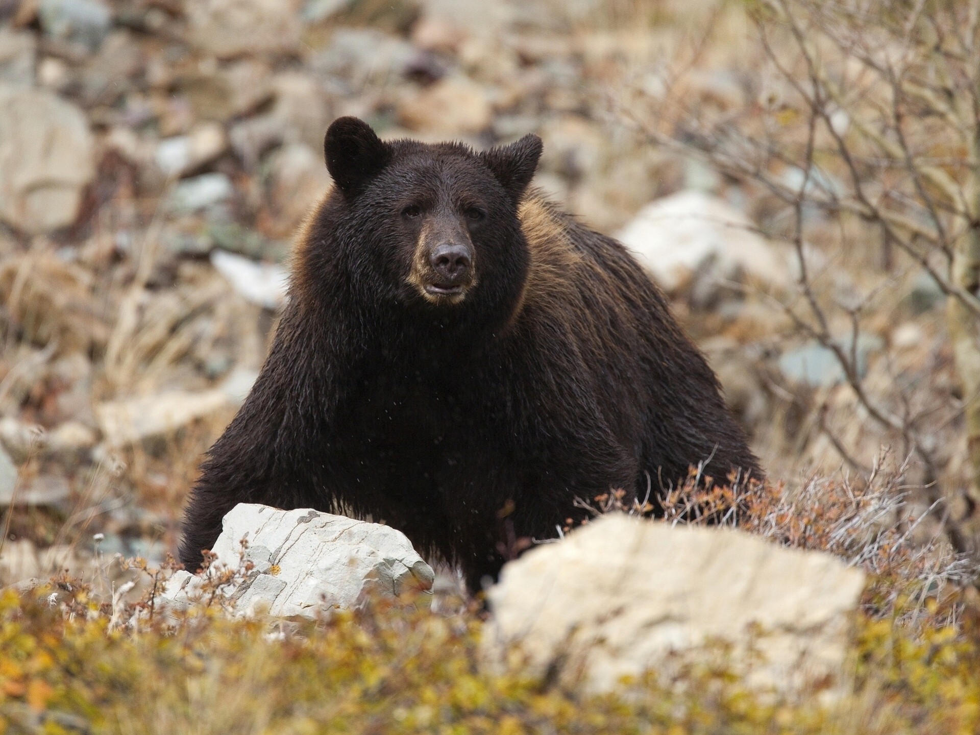 orso toptygin bestia predatore pietre