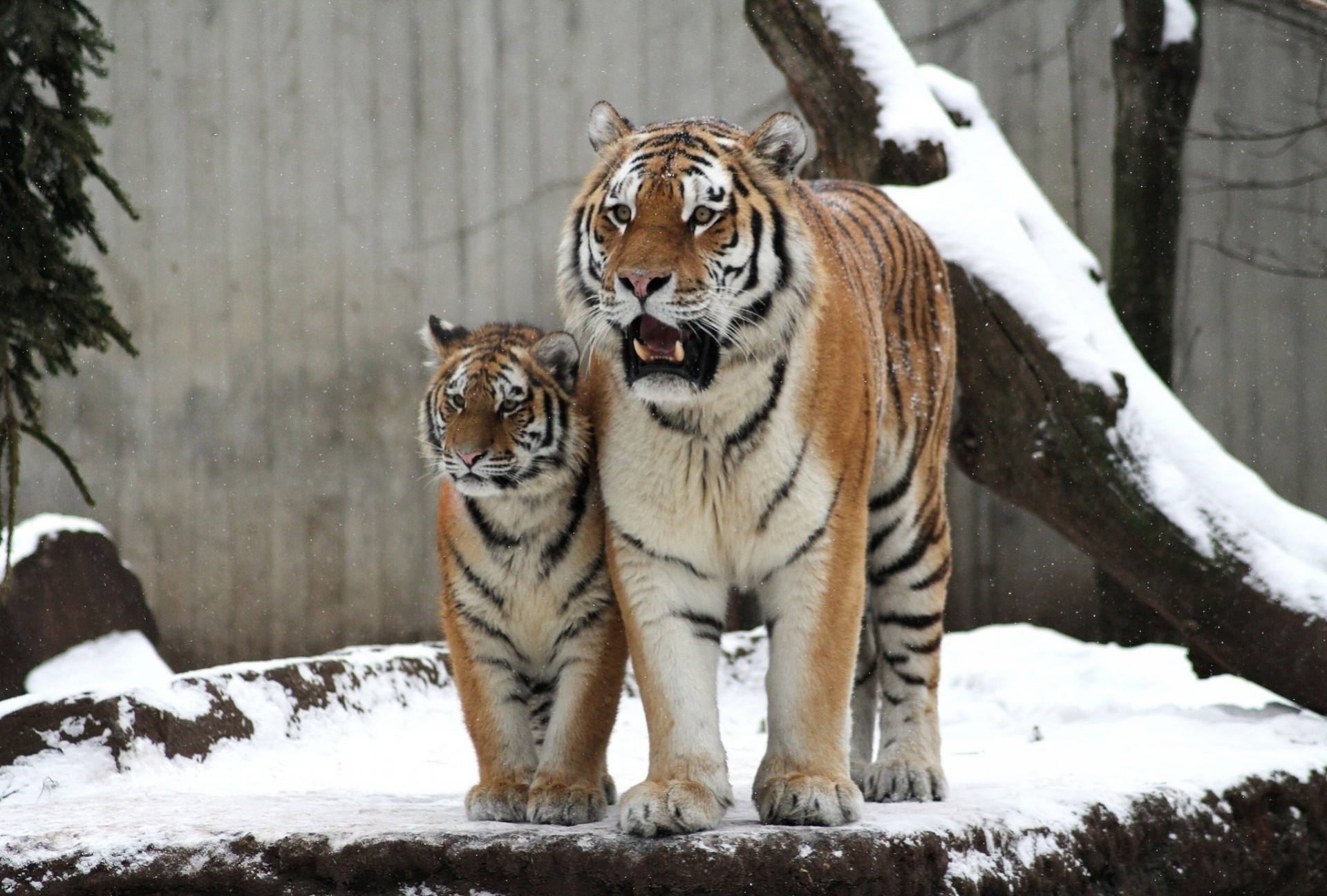 madre gatos salvajes tigres cachorro sombreros tigre pareja familia bebé invierno