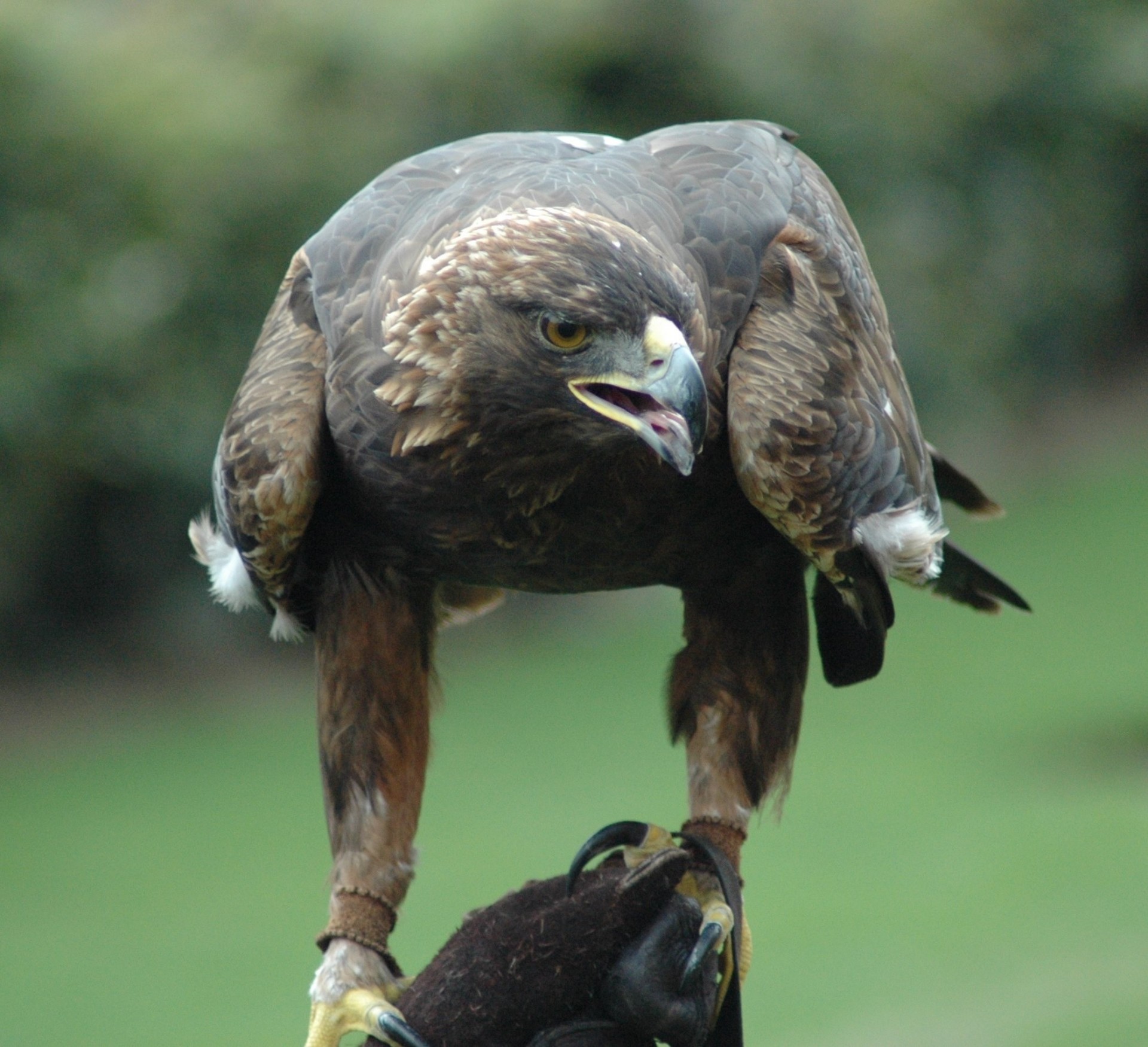 águila real depredador aves