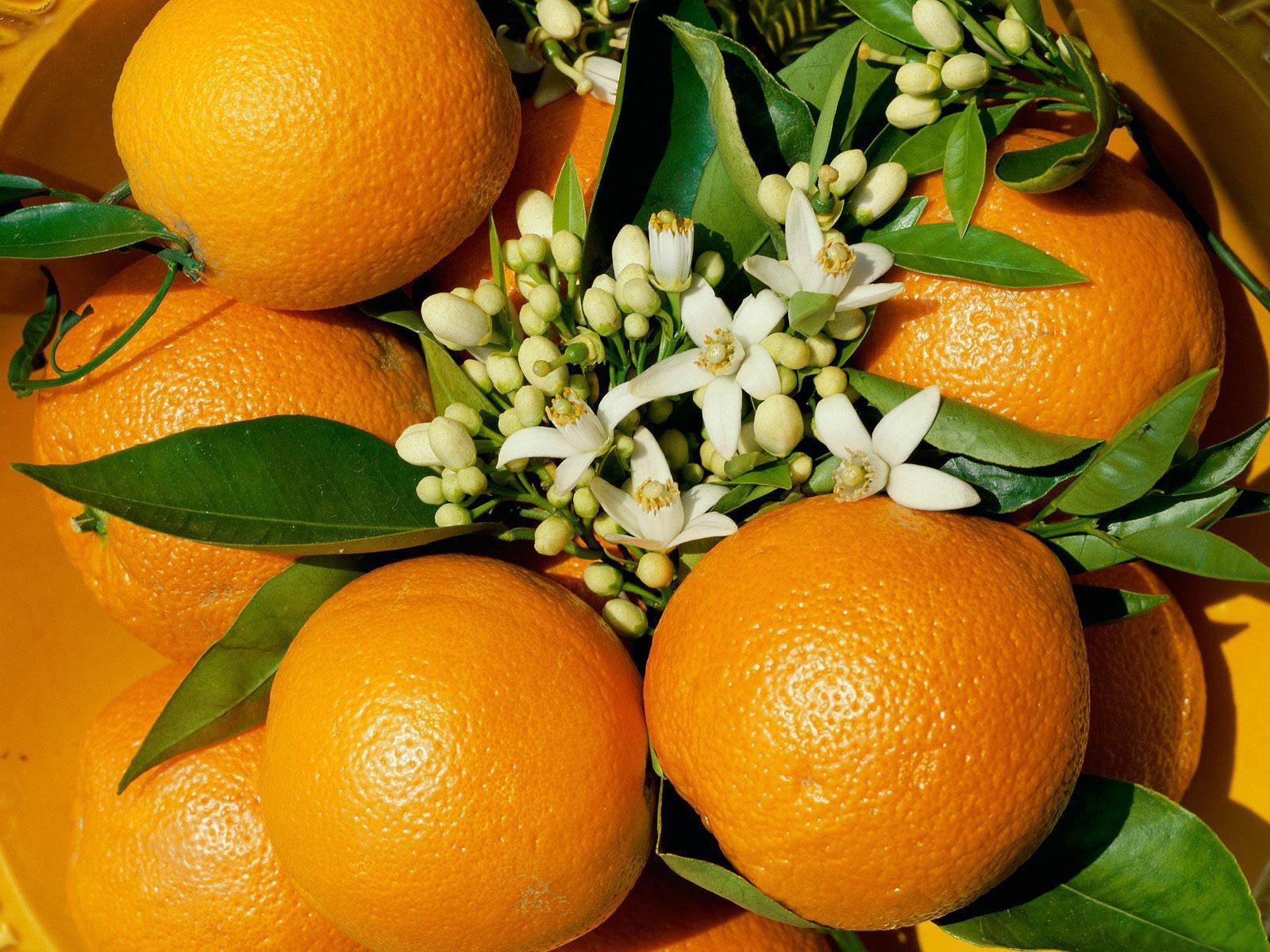 orange flower fruit