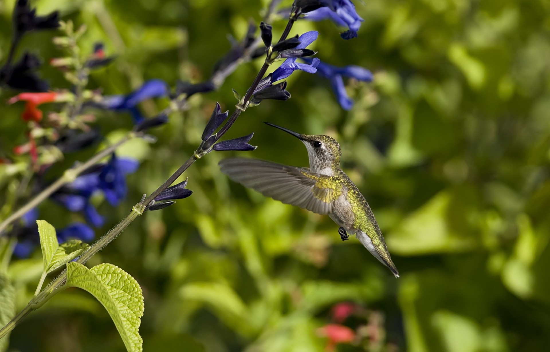 colibríes aves flores alas aleteo