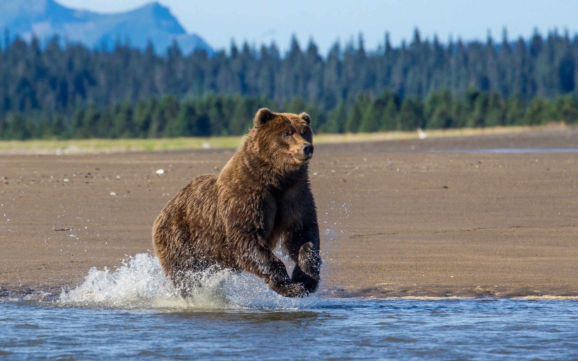 oso lago alaska