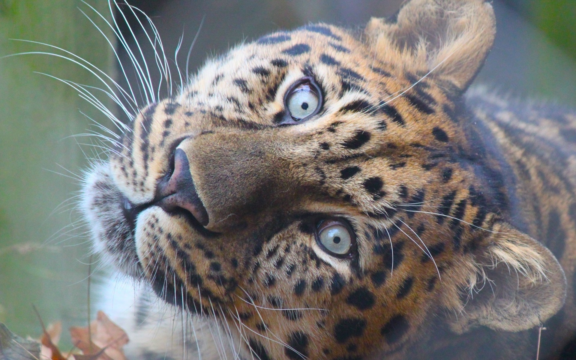 dientes depredador especie leopardo gato grande