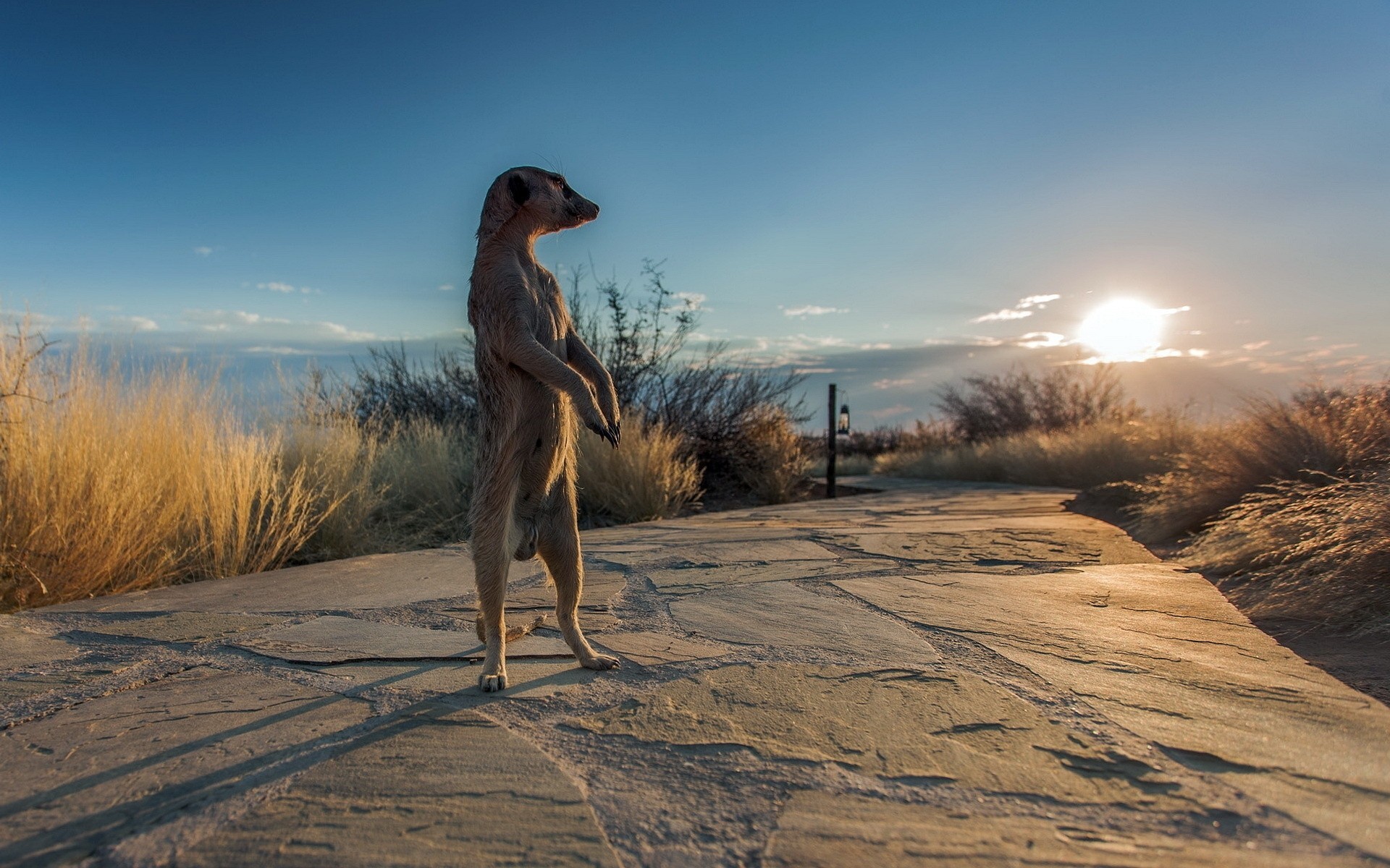 afrique suricate nature