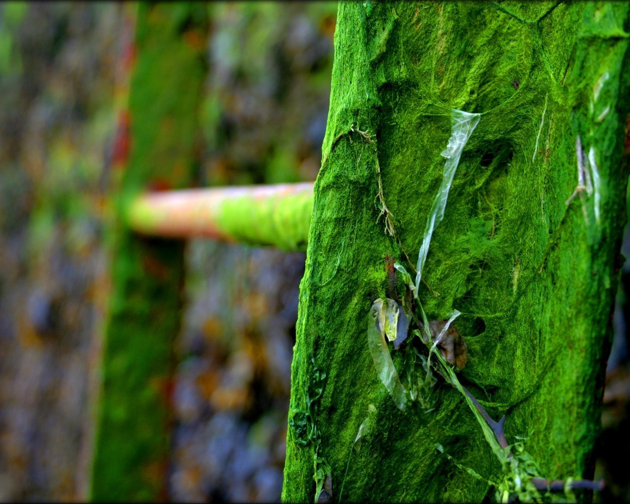 escalier vert tina