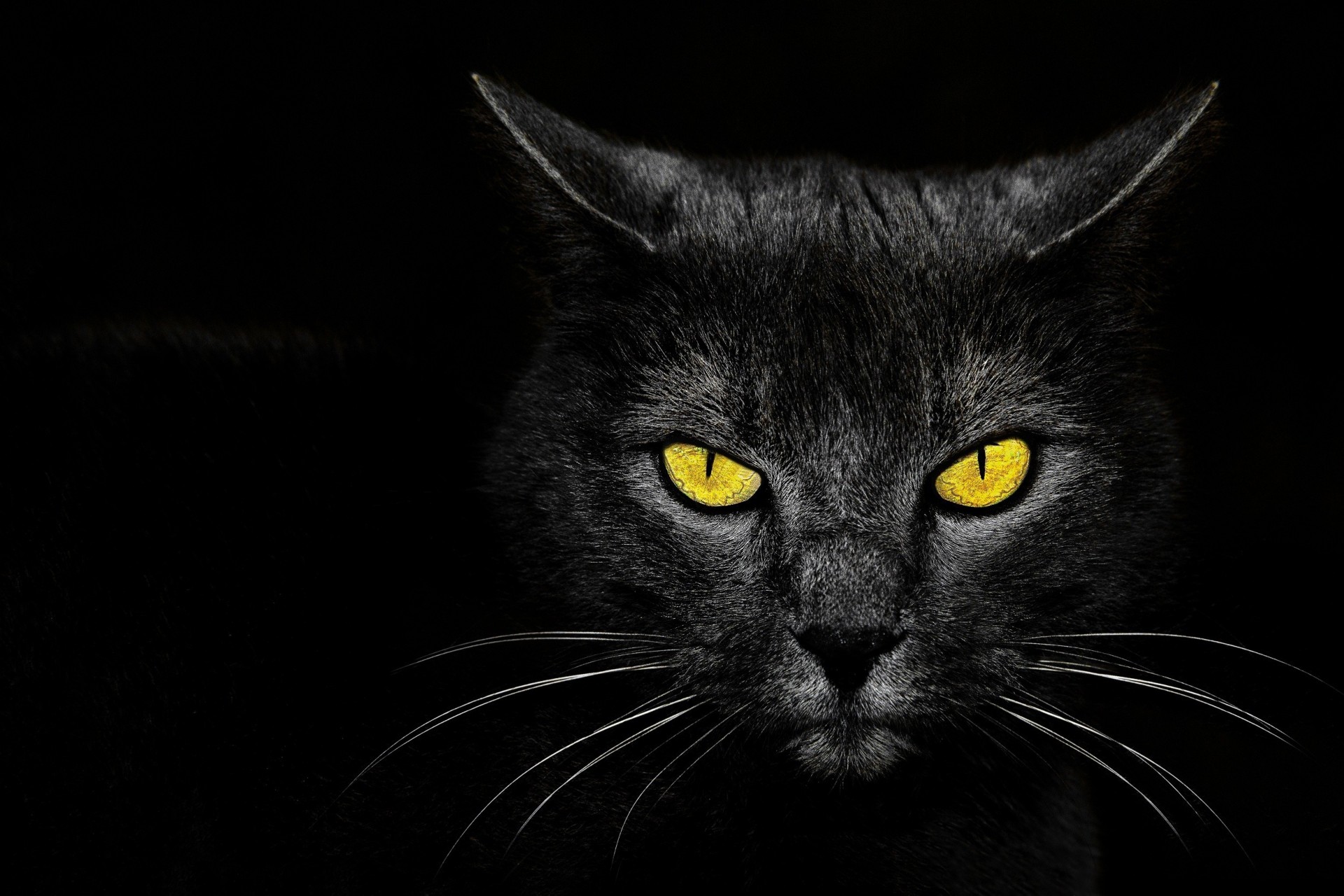 fondo gato negro ojos