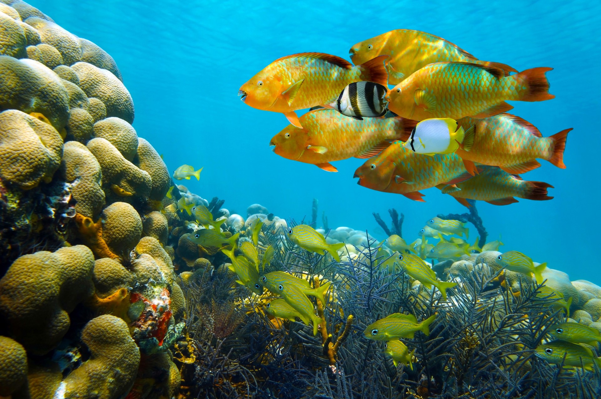 mar peces bandada corales