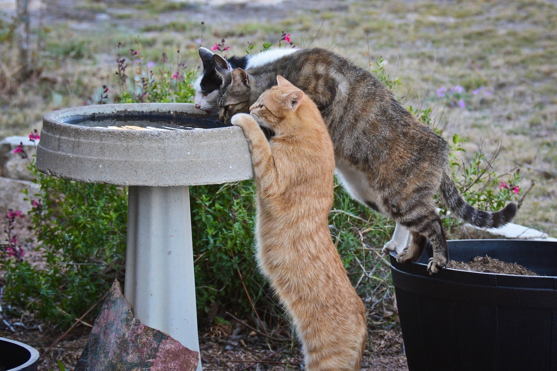 krabbe katzen wasserpfeife