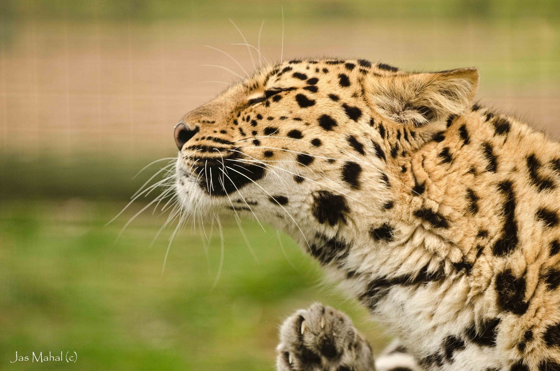 denti gatto selvatico leopardo