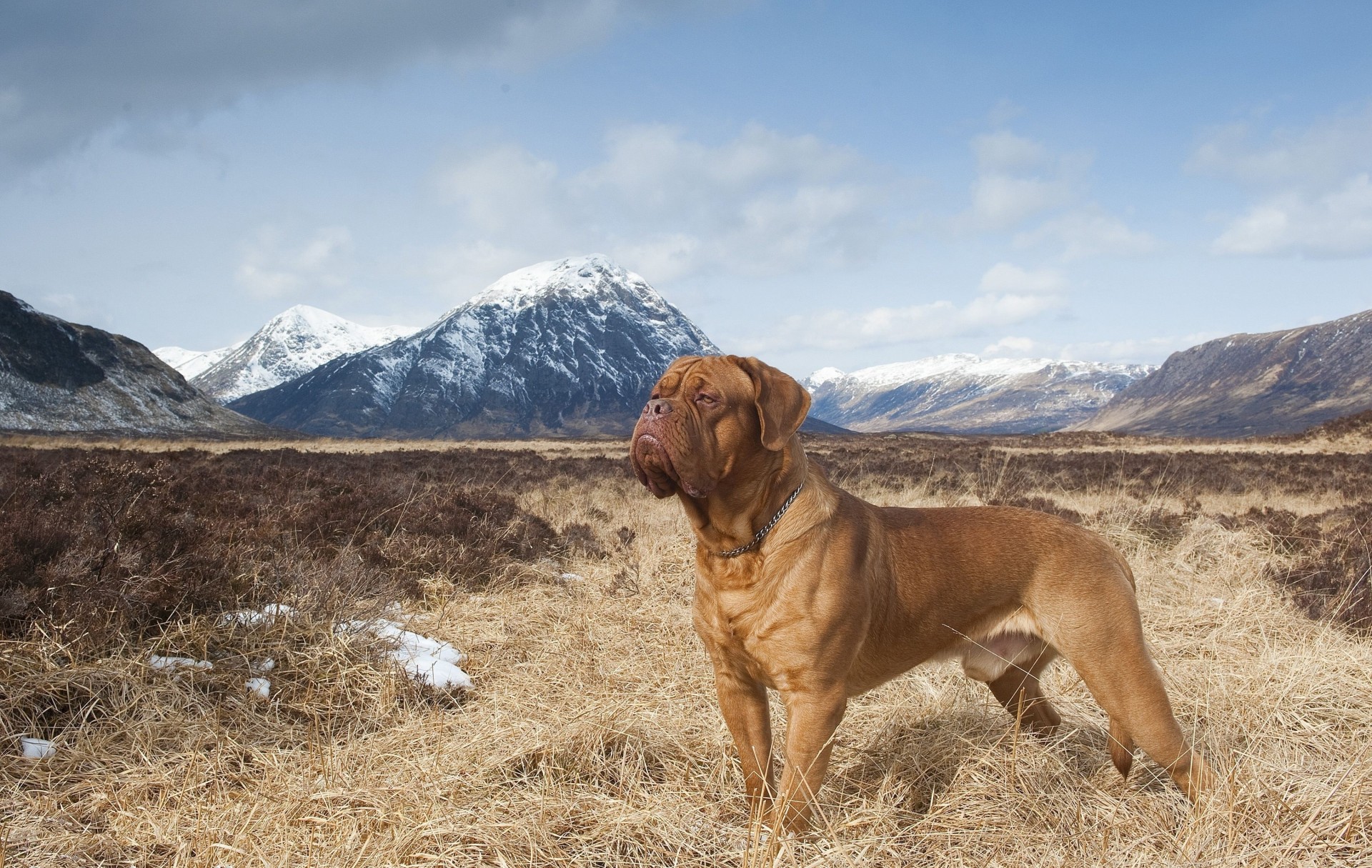 dog dogue de bordeaux mountain nature