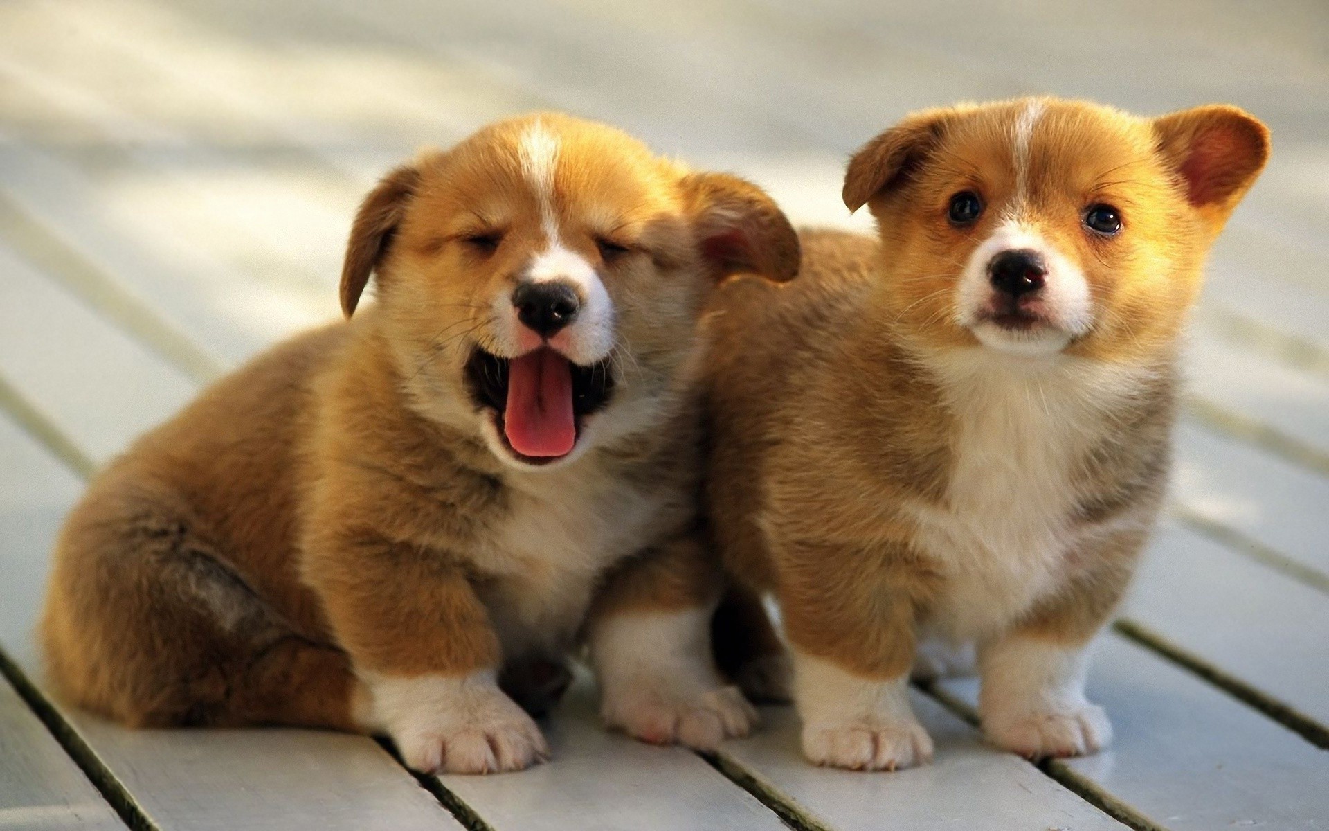 rock dogs puppies babes welsh corgi