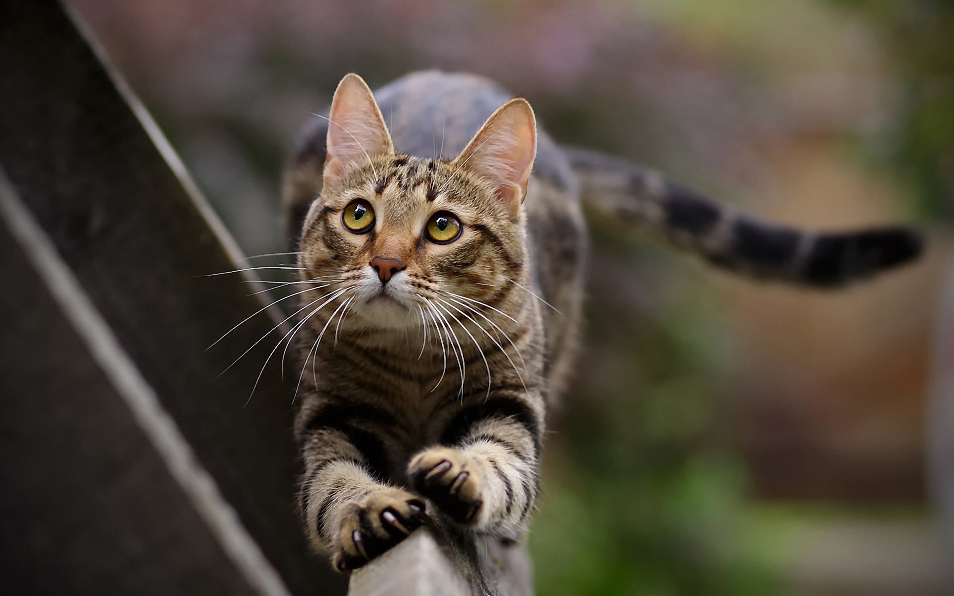 zampe baffi gatto coda gambe