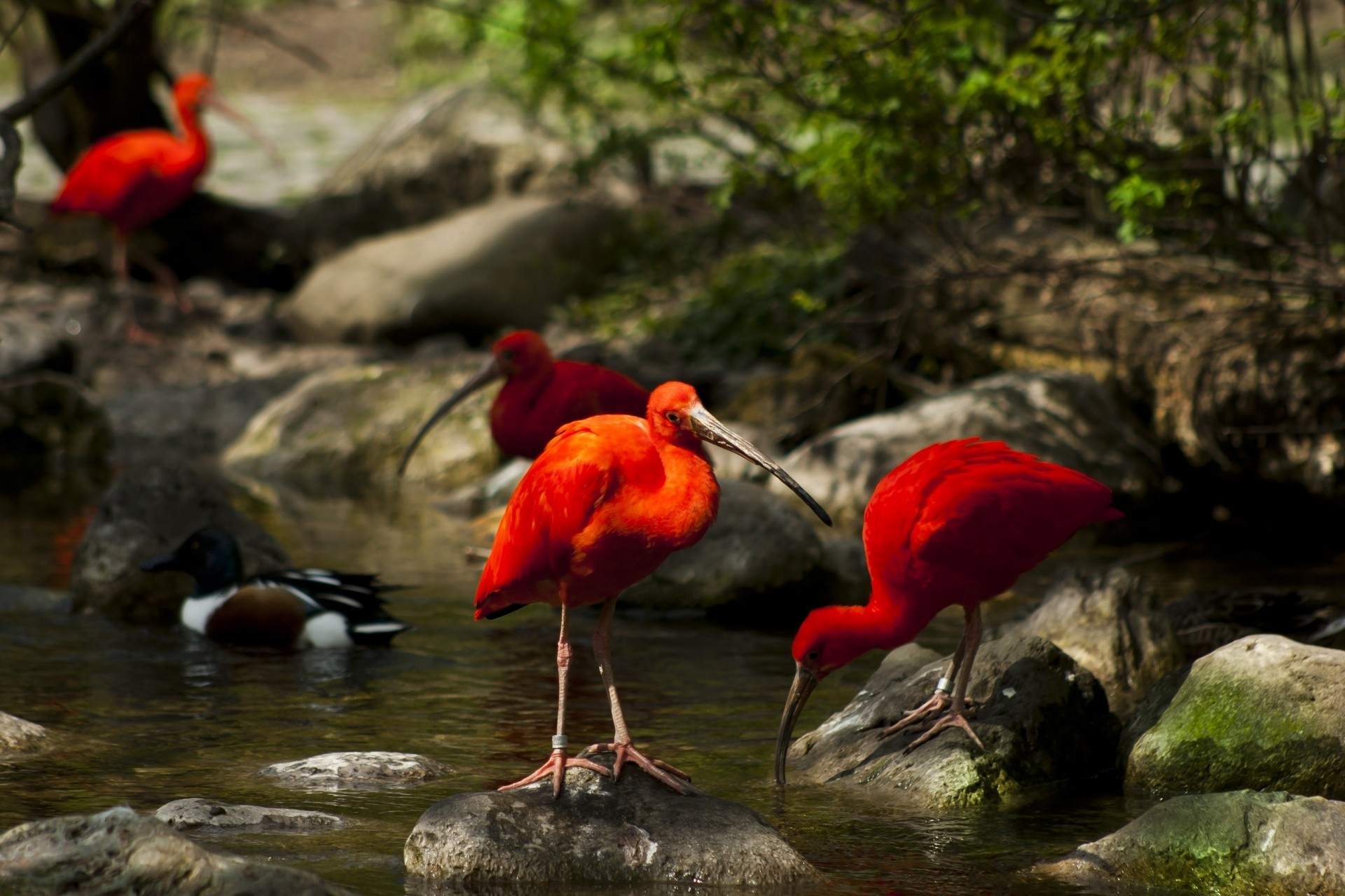 tones moss nature tree cry water ibises bird