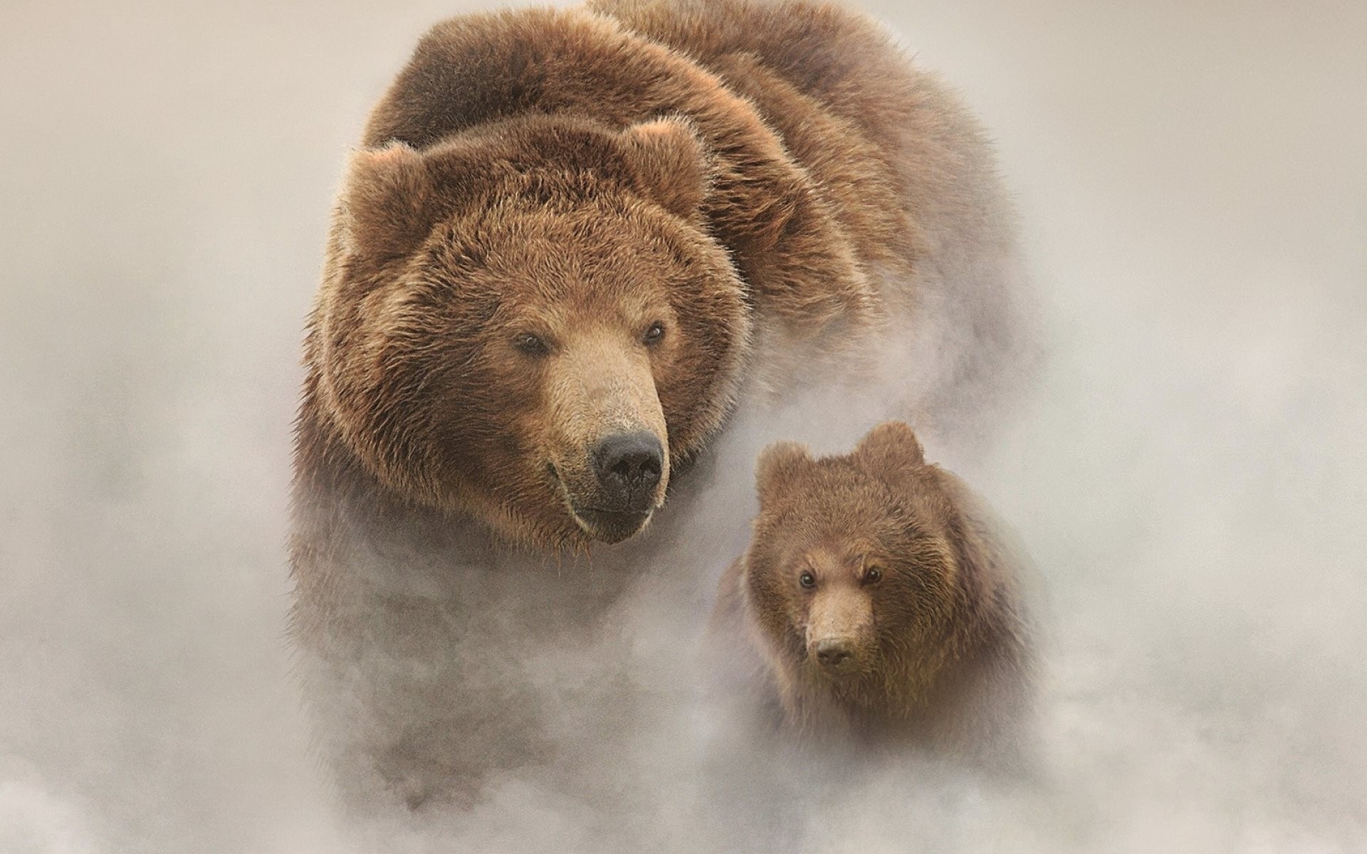 animales niebla osos