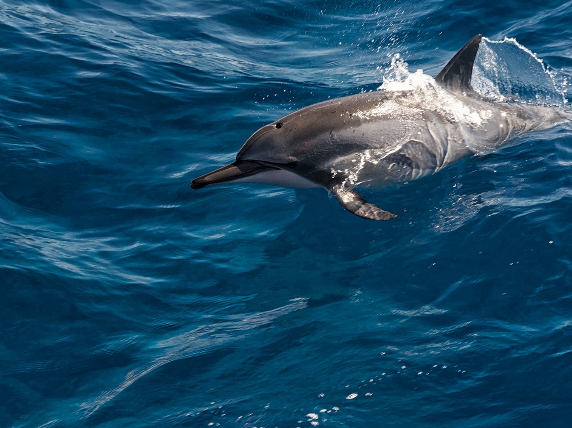 ozean dose wasser schönheit delphin insel maui