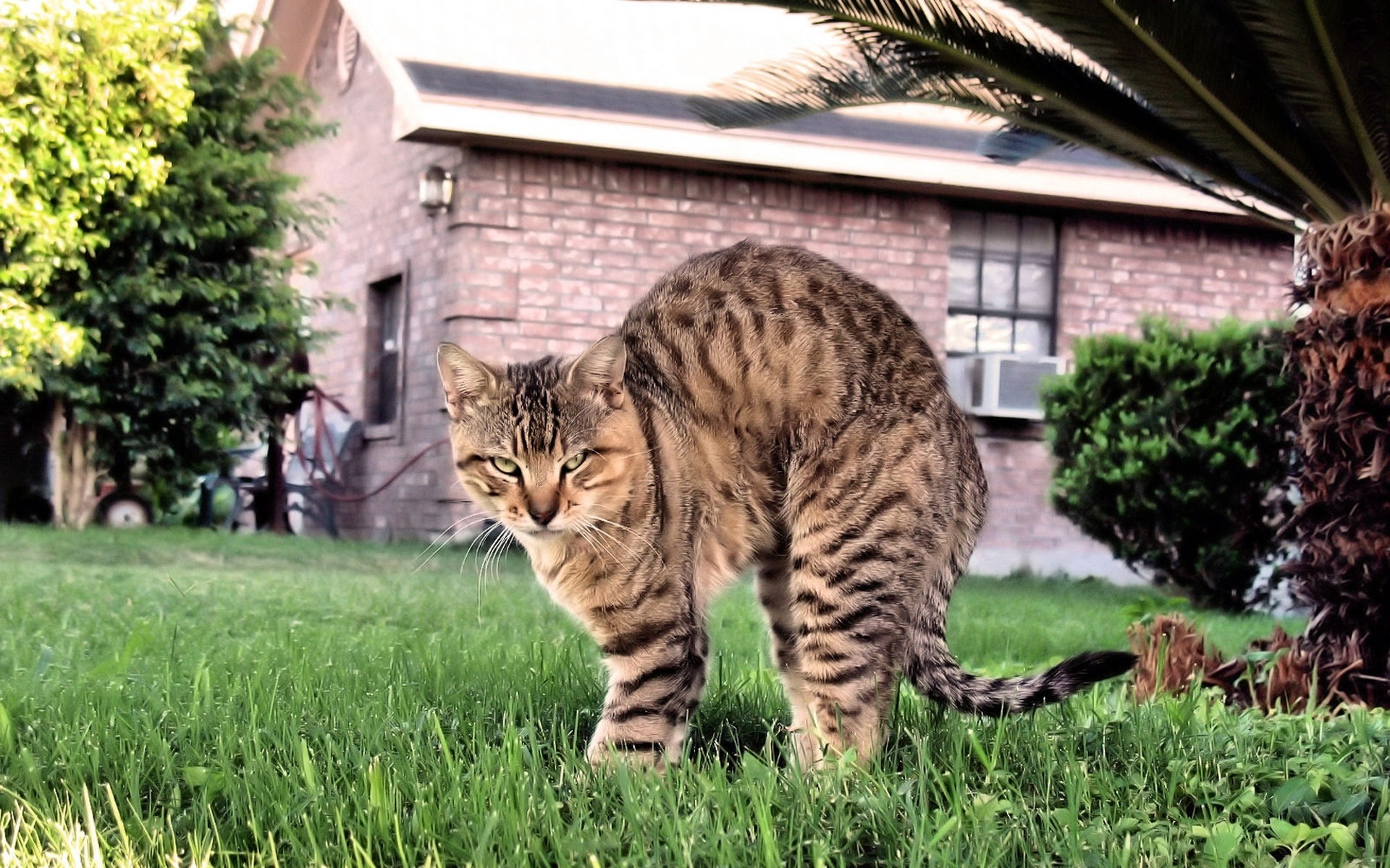 aggression situationen ansicht katze