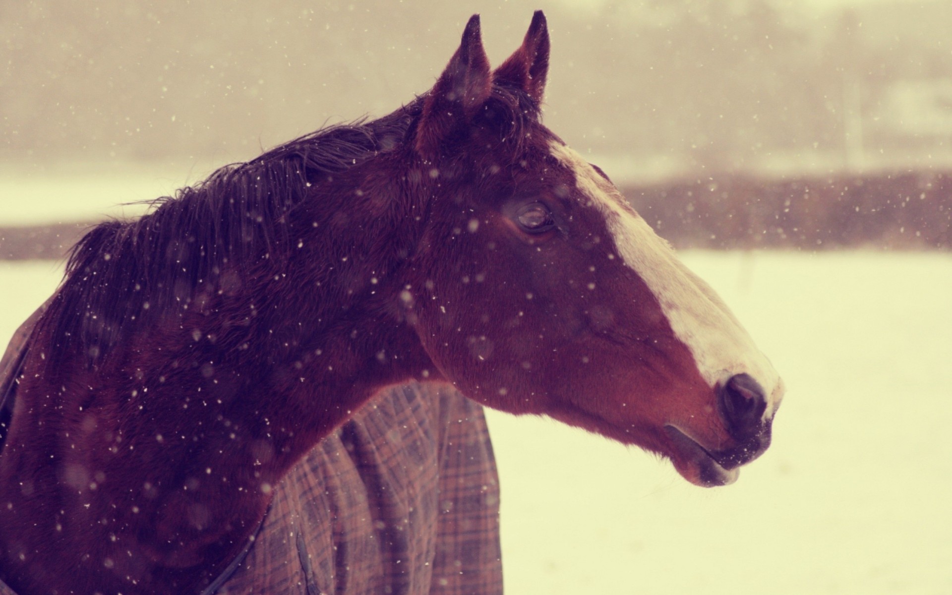 dientes fondo papel pintado caballo nieve animales invierno